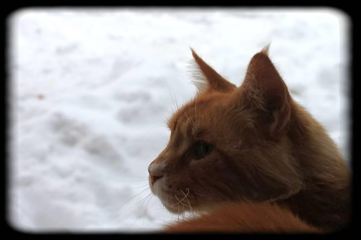 Maine Coon Lion Park's Capello - Lion Park´s Capello (Mizaar) billede 8