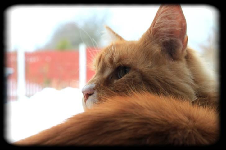 Maine Coon Lion Park's Capello - Lion Park´s Capello (Mizaar) billede 9