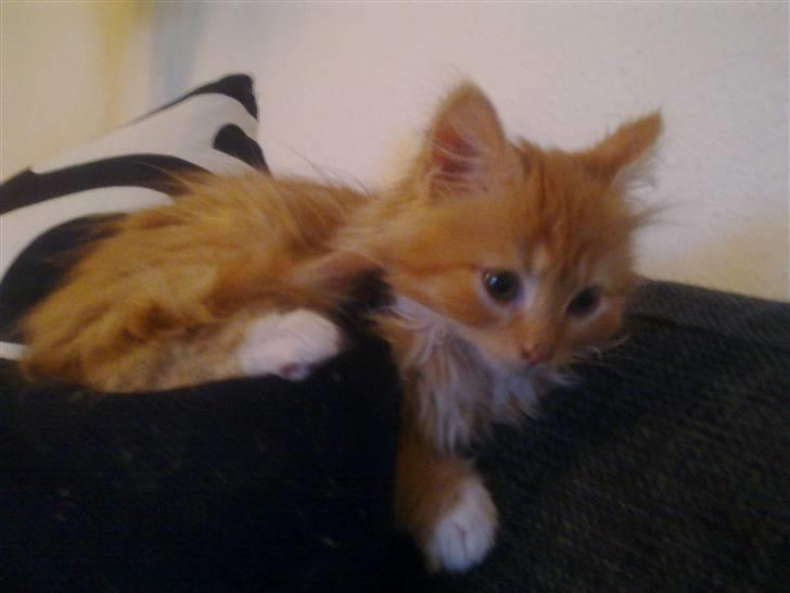 Norsk Skovkat **Sofie** - *...Kat eller løve...? ;o) * billede 1