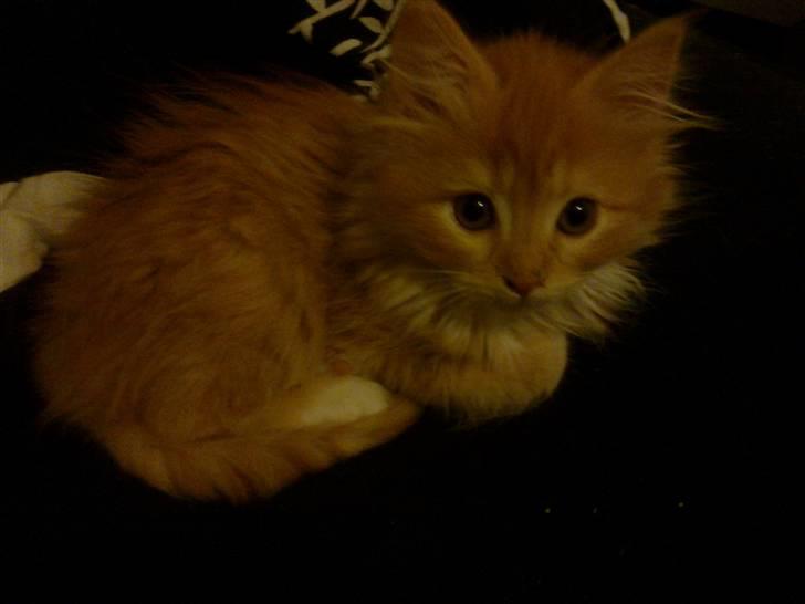 Norsk Skovkat **Sofie** - *Mor.. stop så med og tage alle de billeder..ved godt jeg er smuk* :-) billede 2