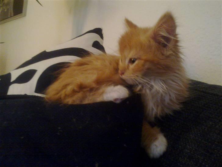 Norsk Skovkat **Sofie** billede 3