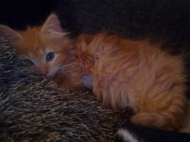 Norsk Skovkat **Sofie** billede 4