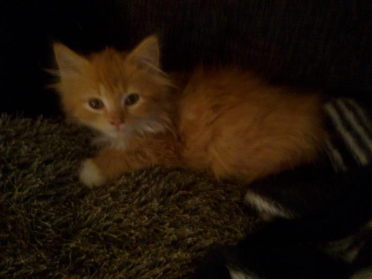 Norsk Skovkat **Sofie** billede 5