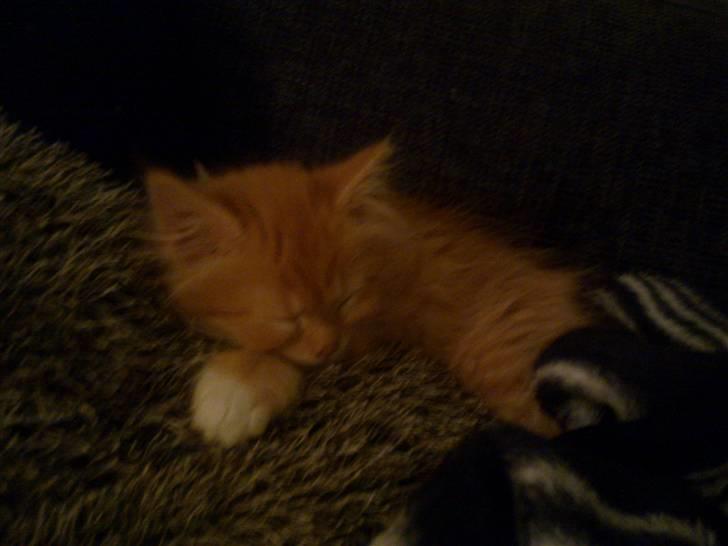 Norsk Skovkat **Sofie** - *Puuuh... Det er hårdt og være lille.. Man blir sååå træt.....* billede 6