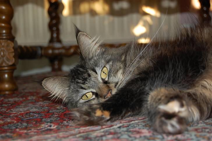 Maine Coon Mulle  * DØD!..* billede 6