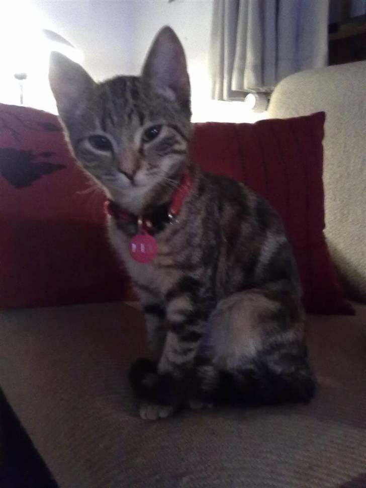 Huskat kia billede 9