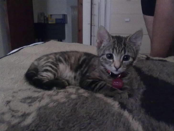 Huskat kia billede 10