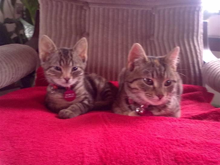 Huskat lucky billede 8