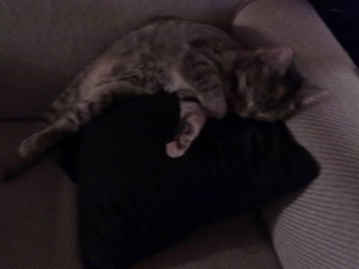 Huskat lucky billede 9