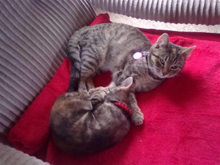 Huskat lucky - lucky og hendes lille søster kia billede 10