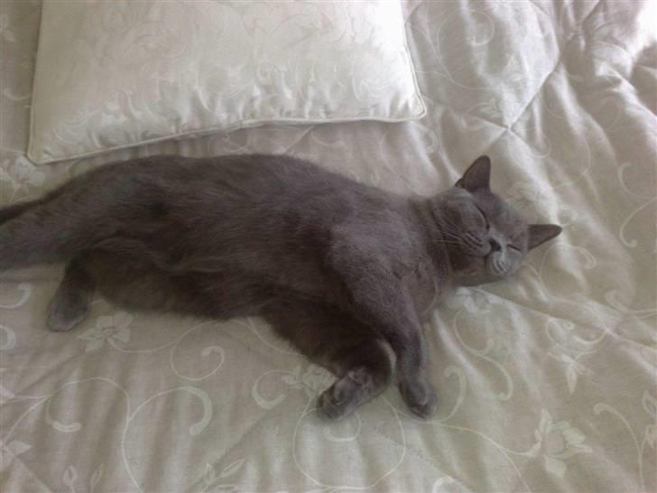 British Shorthair Nemo billede 2