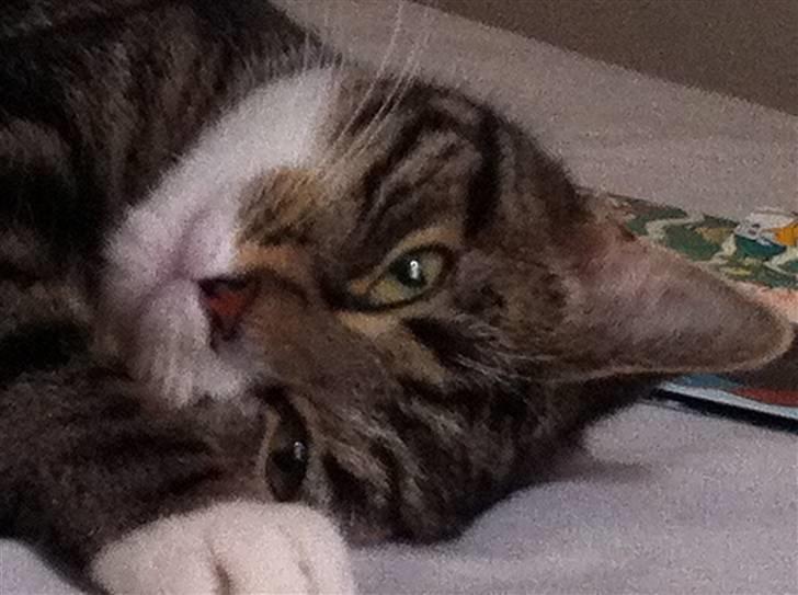 Huskat Bijoux billede 11