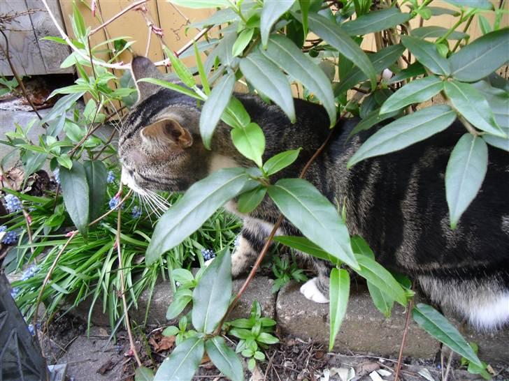 Huskat Bijoux - Dagens skovtur :) billede 12