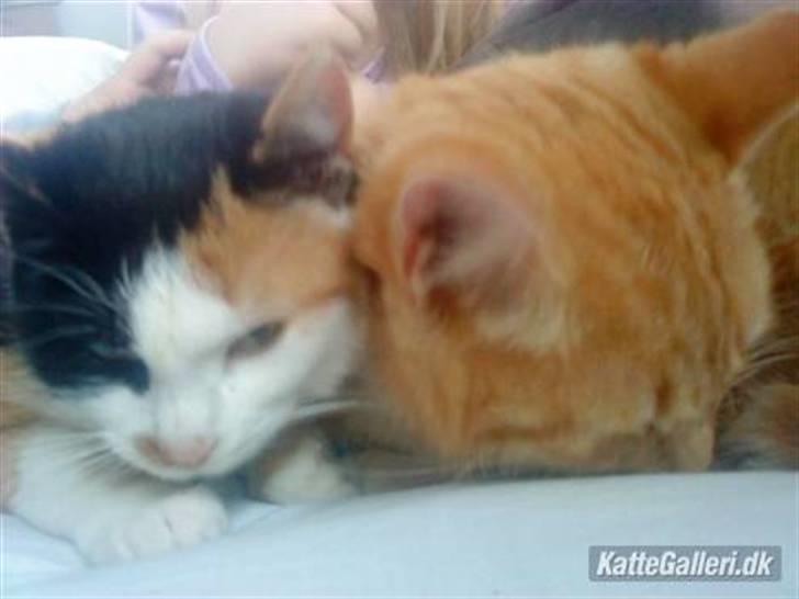 Huskat » Speedy « - Velkommen til Speedy´s profil - sammen med sin savnede bror basse! i´: billede 1