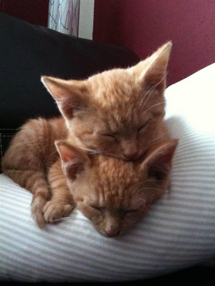 Huskat Psycho / Miiis - Psycho & bror Monty, Psycho nederst billede 11
