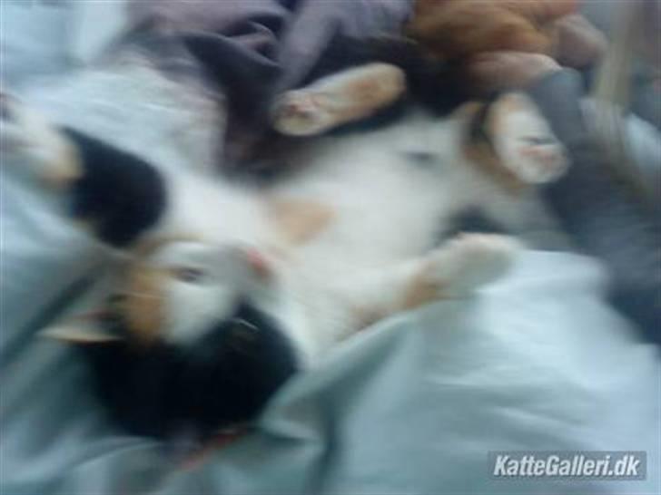 Huskat » Speedy « - Sygo kat! :D billede 2