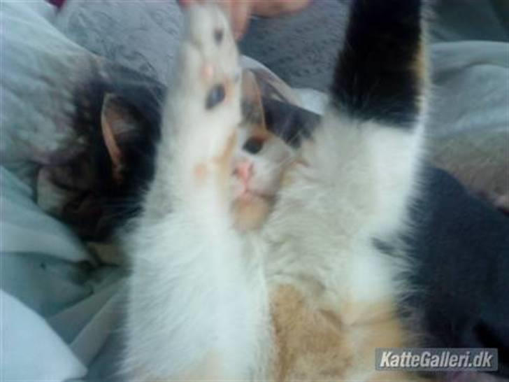 Huskat » Speedy « - Sygo kat! :D billede 3