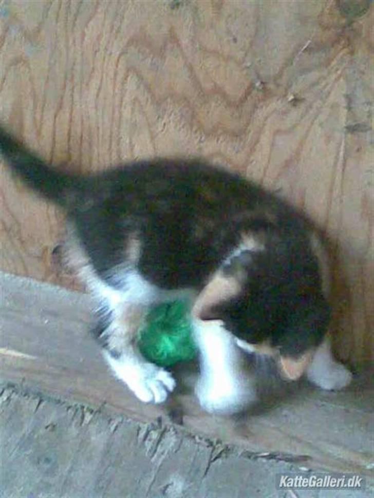 Huskat » Speedy « - nurz, hun er bare verdens bedste kat! i: billede 4