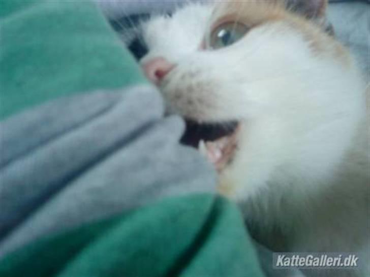 Huskat » Speedy « - Sygo kat! :D billede 5