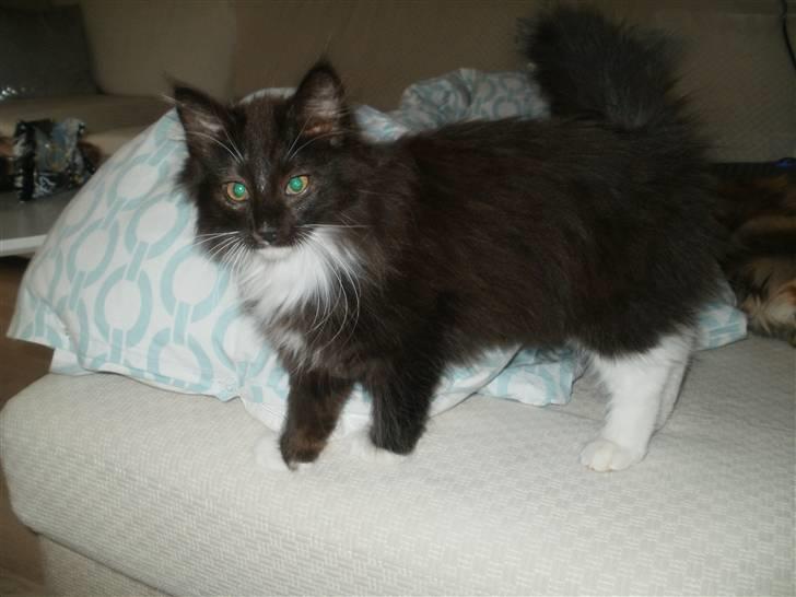Norsk Skovkat Daisy . ER FLYTTET. - velkommen til min profil, jeg hedder Daisy:) billede 1