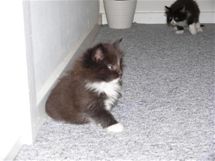 Norsk Skovkat Daisy . ER FLYTTET. billede 3