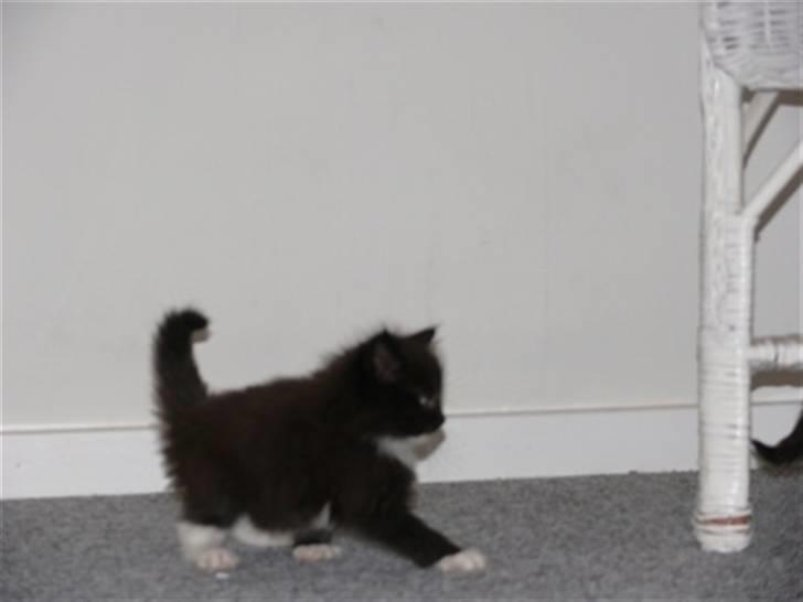 Norsk Skovkat Daisy . ER FLYTTET. billede 4