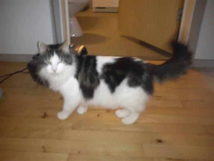 Norsk Skovkat Pjuske billede 6