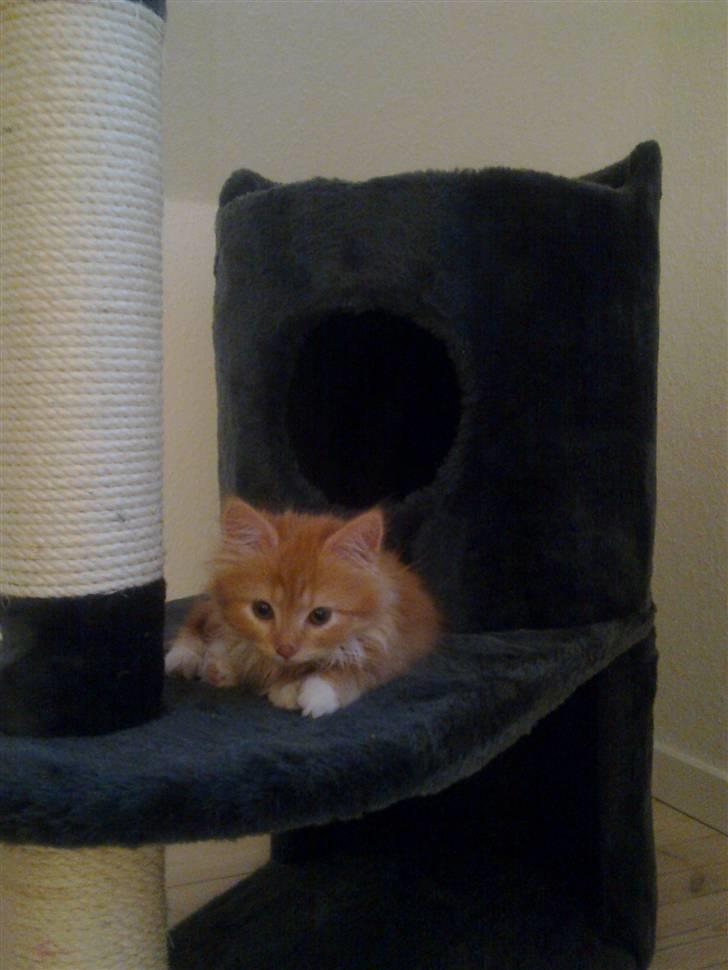 Norsk Skovkat **Sofie** billede 7