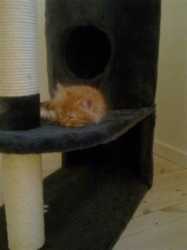 Norsk Skovkat **Sofie** - *Her sover jeg også dejligt..* billede 8