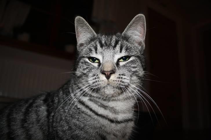 Blanding af racer Blackfoot - Sikken dame billede 3