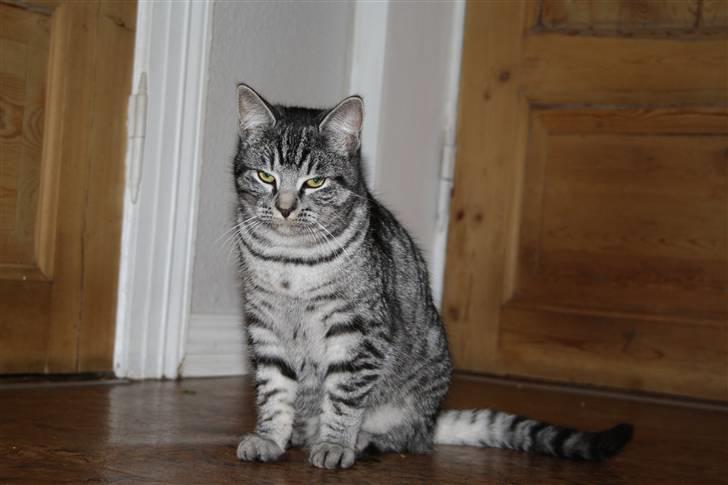 Blanding af racer Blackfoot - wow billede 4