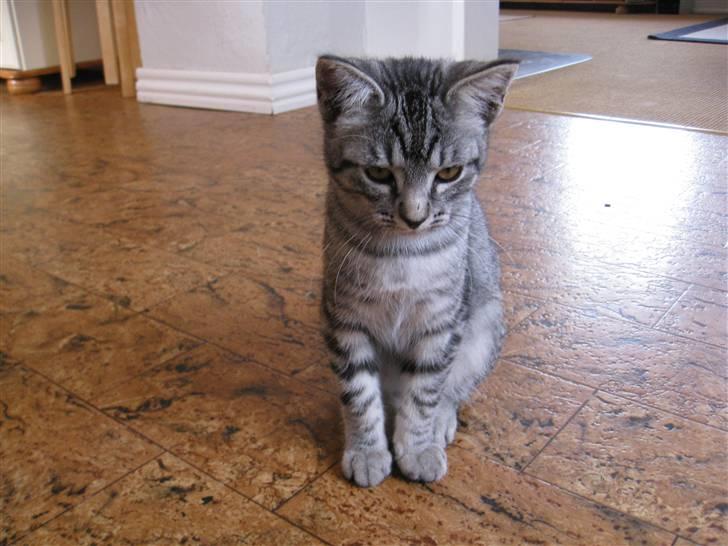 Blanding af racer Blackfoot - mig som lille billede 5