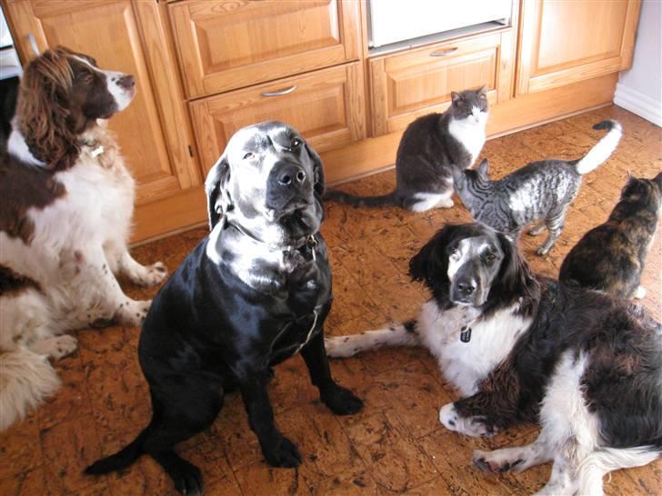 Blanding af racer Blackfoot - mine 3 store venner som jeg deler hus med.Sika.Balder og Loke.min mor bit og onkel Lulu billede 6