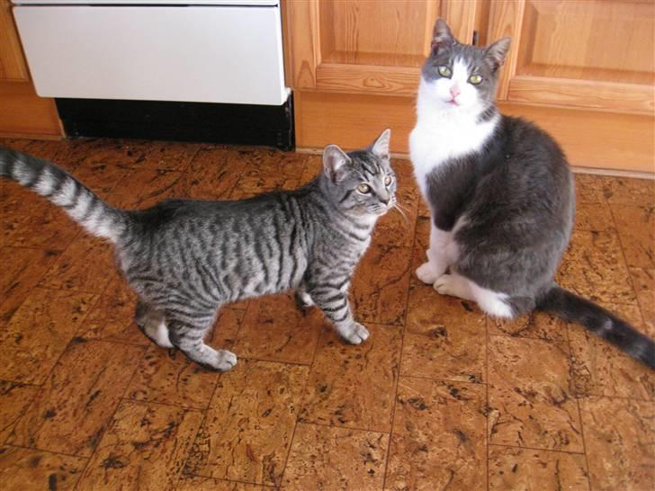 Blanding af racer Blackfoot - Husvennen onkel Lulu billede 7