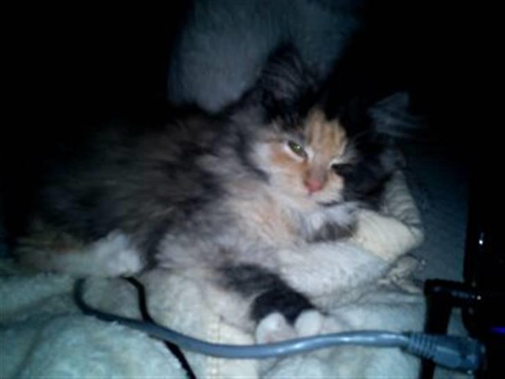 Blanding af racer Mini miv. (er drægtig) billede 12