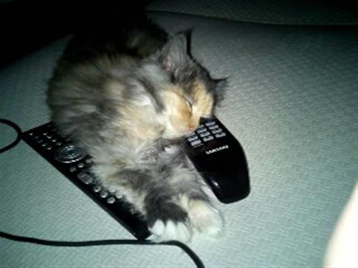 Blanding af racer Mini miv. (er drægtig) billede 13