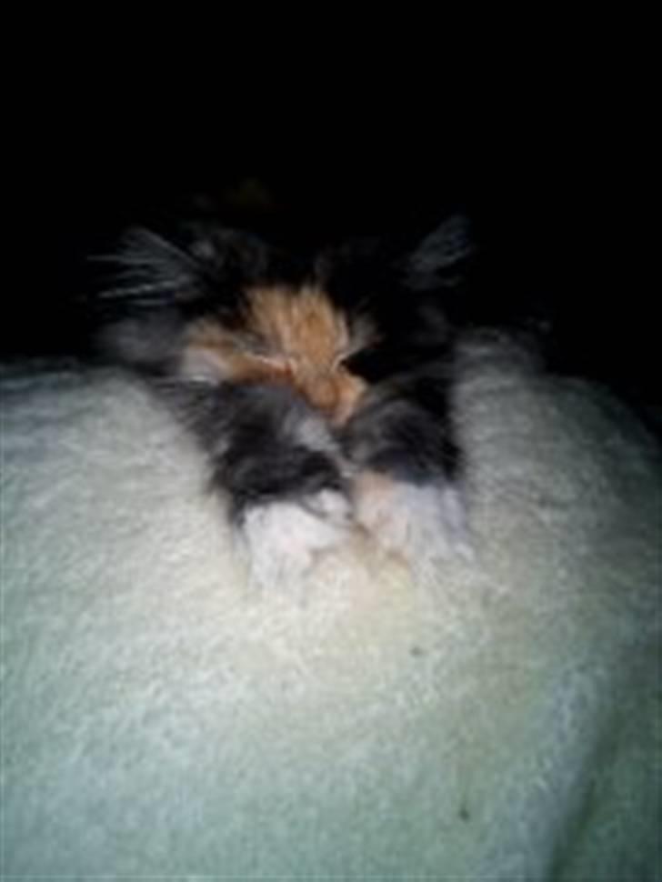 Blanding af racer Mini miv. (er drægtig) billede 14