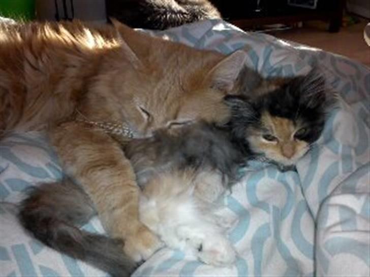 Blanding af racer Mini miv. (er drægtig) billede 15