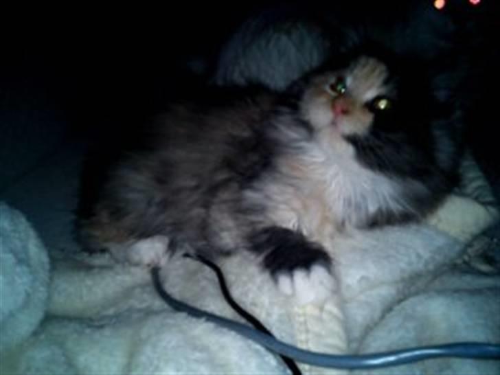 Blanding af racer Mini miv. (er drægtig) - taget d.29/12-10 billede 16