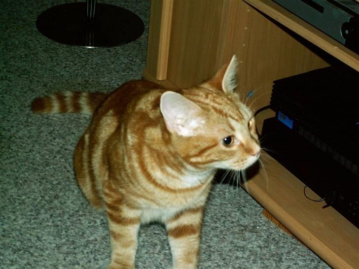 Huskat Bølle billede 1