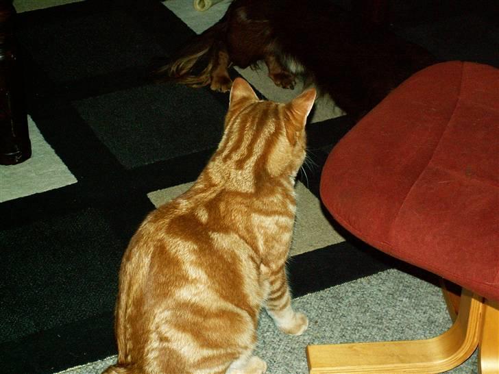 Huskat Bølle billede 2