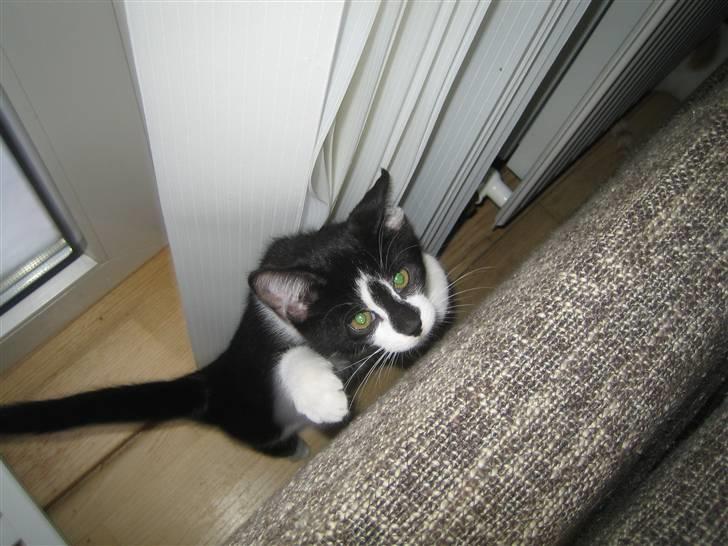 Huskat Tarzan billede 1