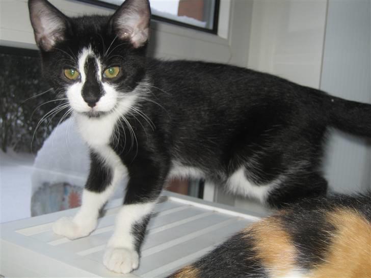 Huskat Tarzan billede 2