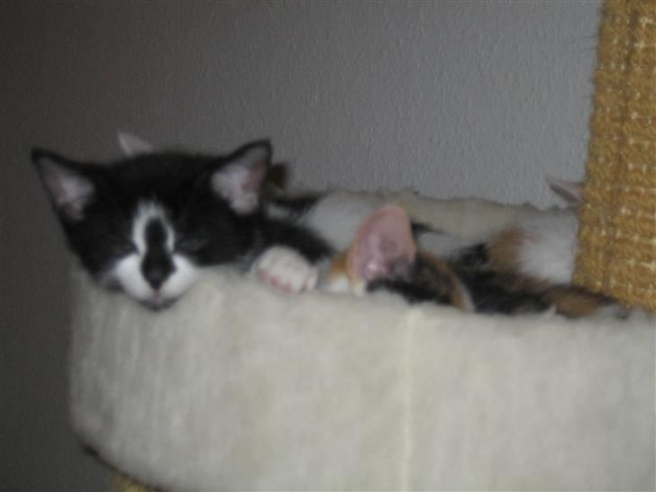 Huskat Tarzan billede 3