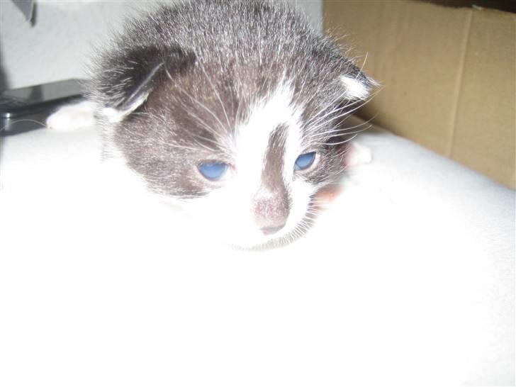 Huskat Tarzan billede 4