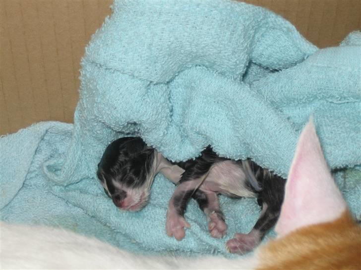 Huskat Tarzan - det er få minutter efter Tarzan blev født. han var den første fødte billede 5