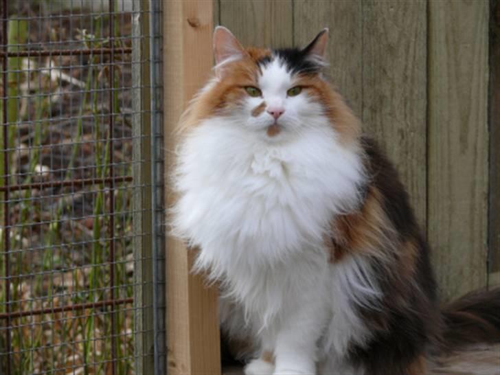 Norsk Skovkat Daisy . ER FLYTTET. - min mor:) billede 5