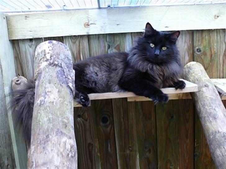 Norsk Skovkat Daisy . ER FLYTTET. - min far:) billede 6