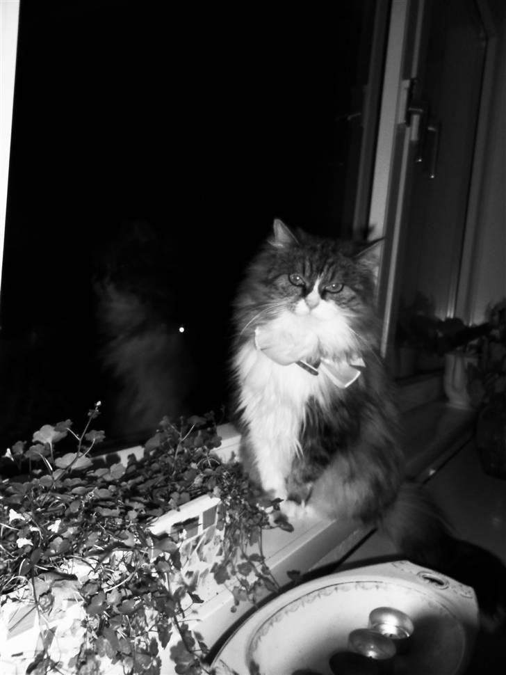 Blanding af racer Missi EFTERLYST - vinter pels :) billede 11