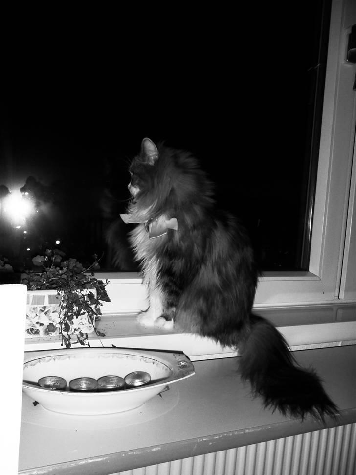 Blanding af racer Missi EFTERLYST - endnu et vinterpels billede  billede 12